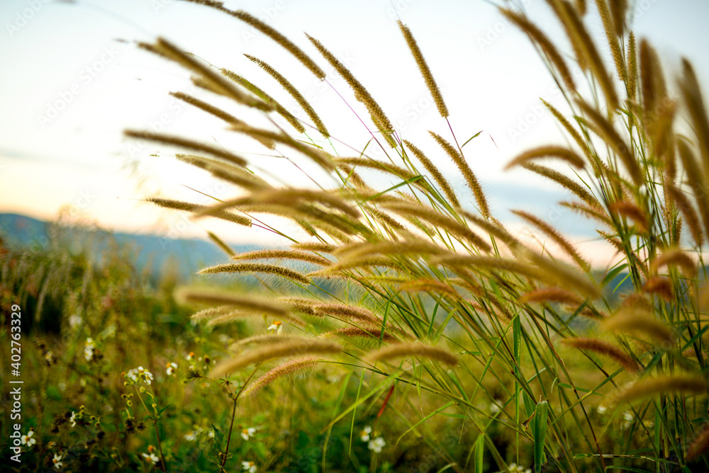 
The grass in the middle of the hill in the evening