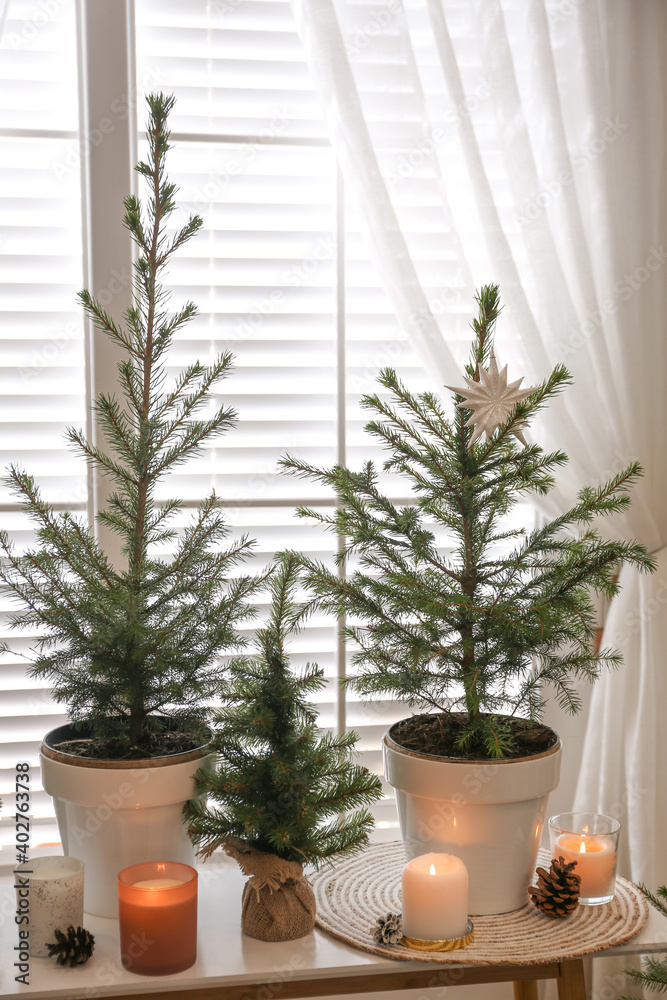 Potted fir trees and Christmas decorations on table near window in room. Stylish interior design