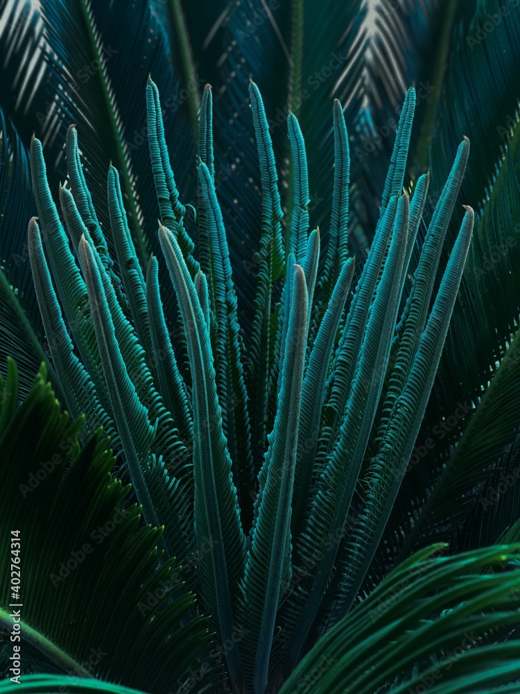 Fototapeta premium tropical coral reef