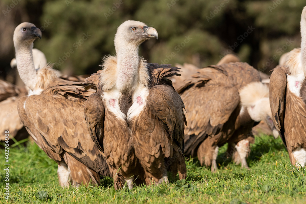 griffon vulture perched gyps fulvus griffon vulture perched gyps fulvus