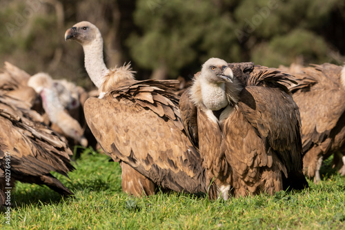 griffon vulture perched gyps fulvus