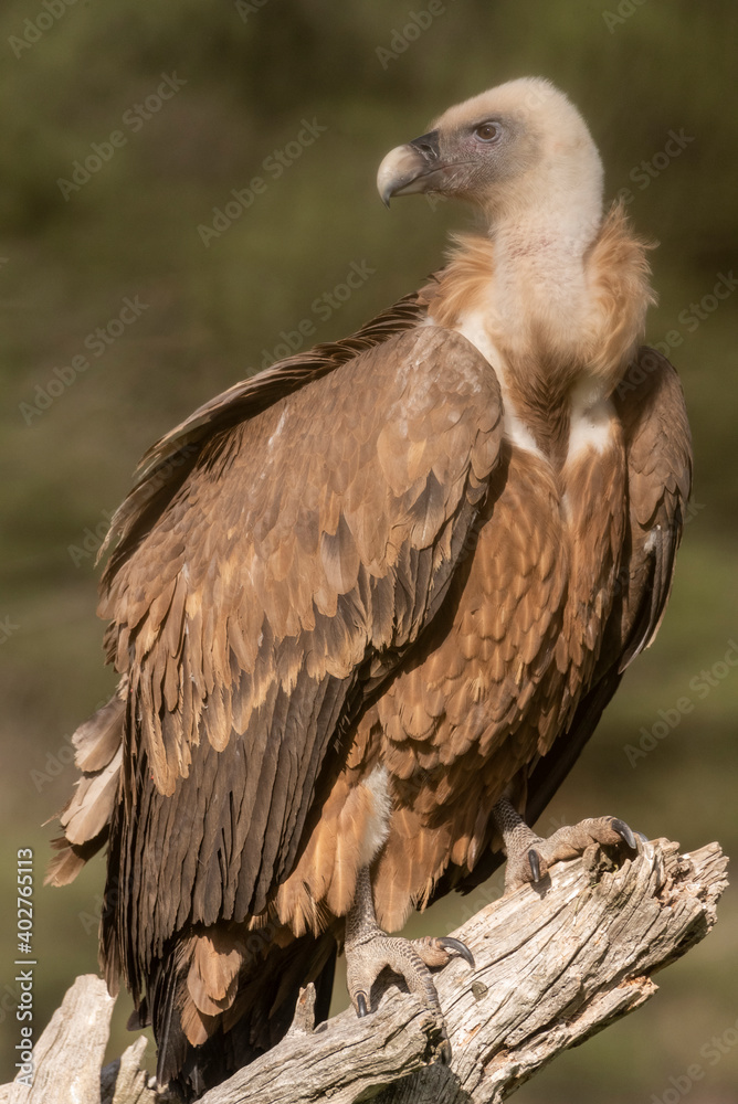griffon vulture perched gyps fulvus griffon vulture perched gyps fulvus