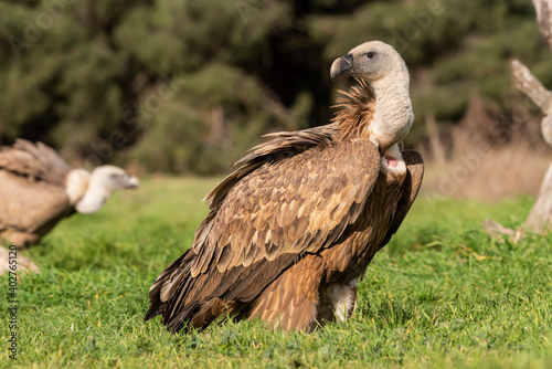 griffon vulture perched gyps fulvus