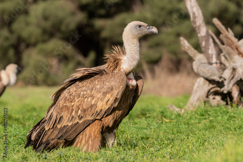 griffon vulture perched gyps fulvus
