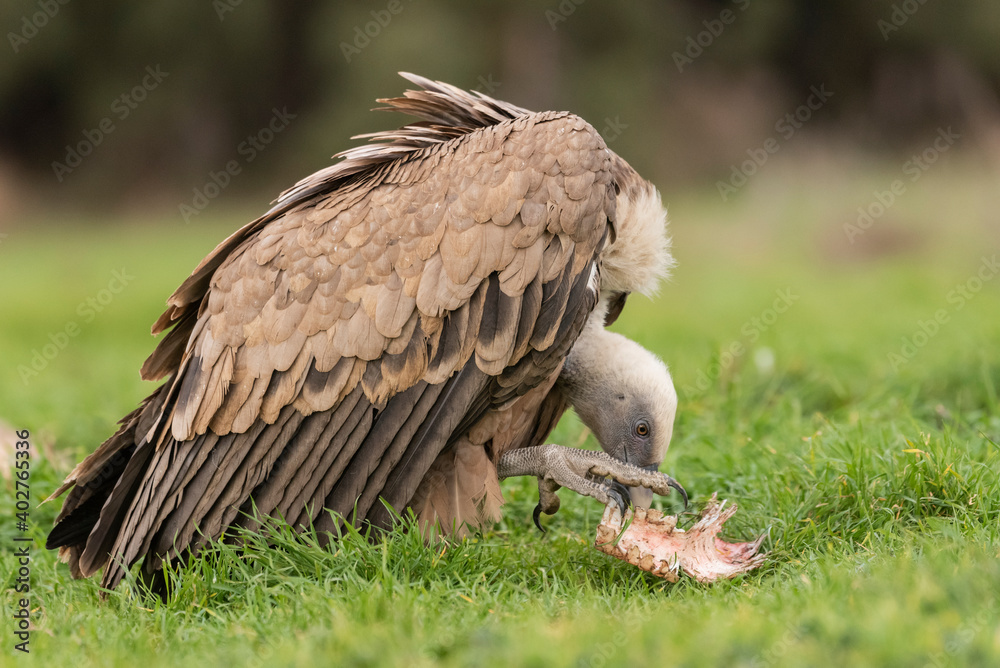 Obraz premium griffon vulture eating carrion