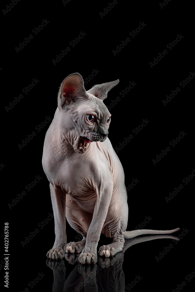 Lovely hairless Canadian Sphinx cat with an aggressive expression in the studio isolated on a black background