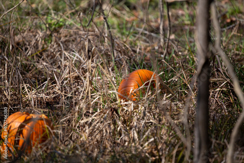 Pair of Pumpkins in a Field