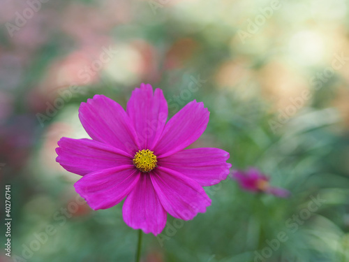 Dark Pink color flower  sulfur Cosmos  Mexican Aster flowers are blooming beautifully springtime in the garden  blurred of nature background