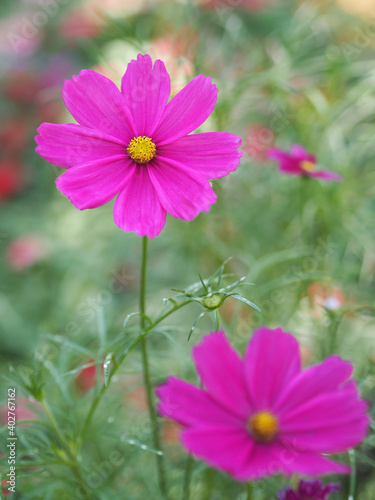 Dark Pink color flower  sulfur Cosmos  Mexican Aster flowers are blooming beautifully springtime in the garden  blurred of nature background