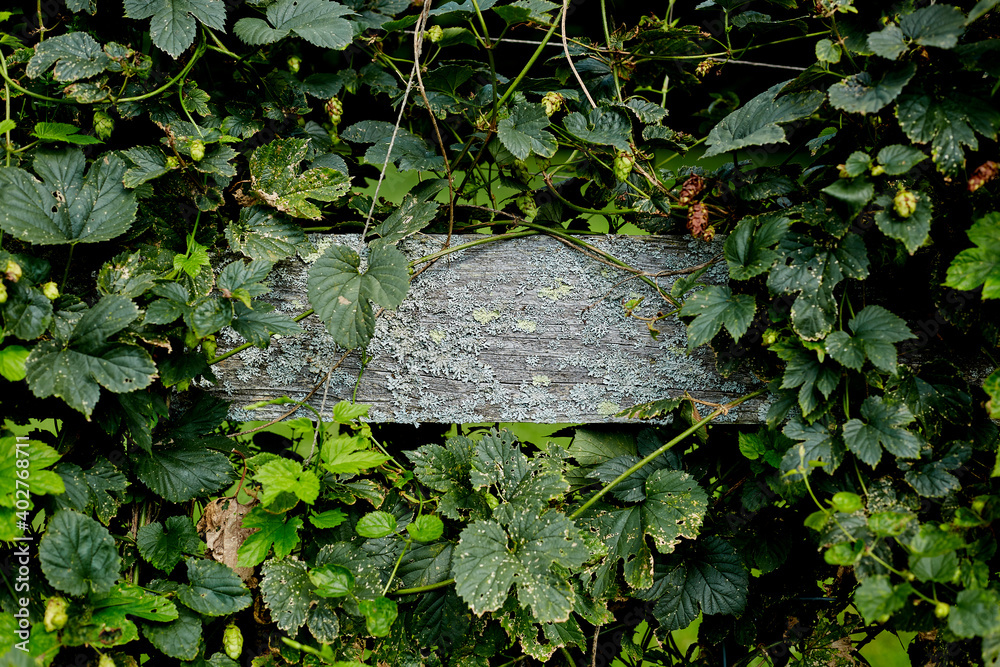 Lichen Growing on the Plank of a Fence Surrounded by Vines Lichen Growing on the Plank of a Fence Surrounded by Vines
