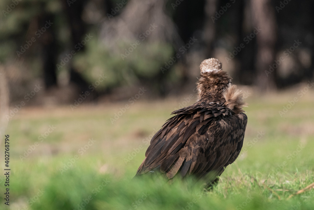 Fototapeta premium perched black vulture Aegypius monachus