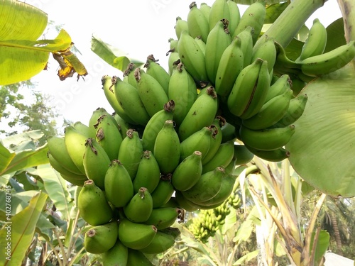 A bunch of green unripe banana on the tree