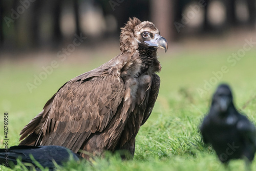 perched black vulture Aegypius monachus