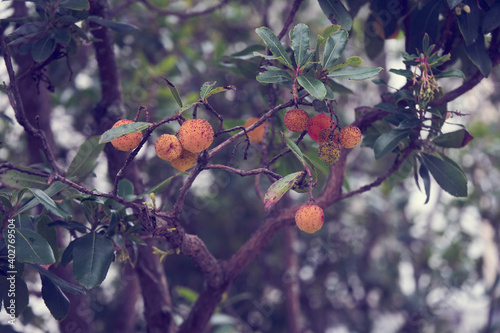 Arbouses , fruits de l'arbousier .