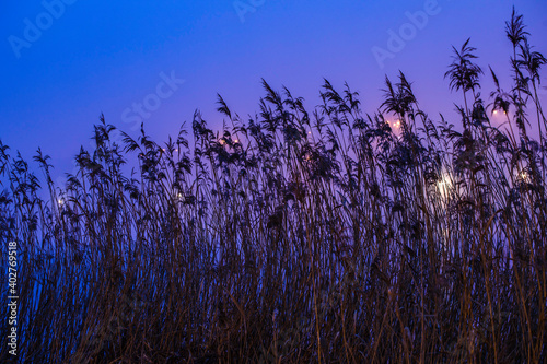 Fototapeta Naklejka Na Ścianę i Meble -  Colorful night sky over a lake, winter in Masuria Lake District. Swamps overgrown with reeds. Poland