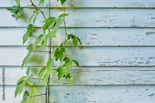 Green Vine on Left of Frame in Front of White Exterior Wall with Peeling Paint