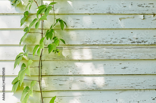 Green Vine on Left of Frame in Front of White Exterior Wall with Peeling Paint and Dappled Sunlight