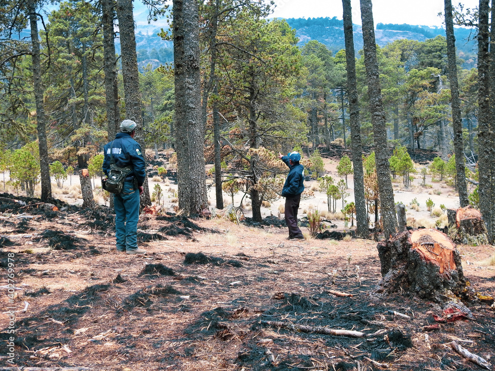 Un recorrido de reconocimiento después de in incendio forestal en las montañas mexicanas. Un recorrido de reconocimiento después de in incendio forestal en las montañas mexicanas.