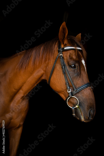 Retired Race Horse 5 © CJO Photography