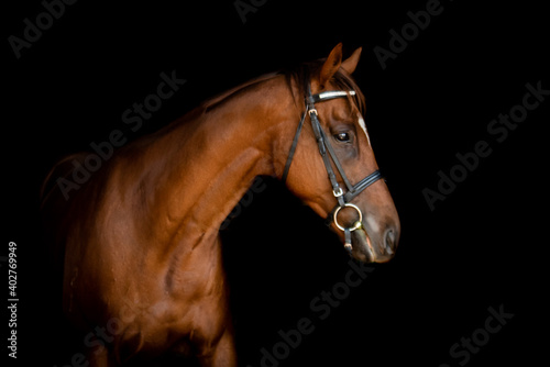Retired Race Horse 2 photo