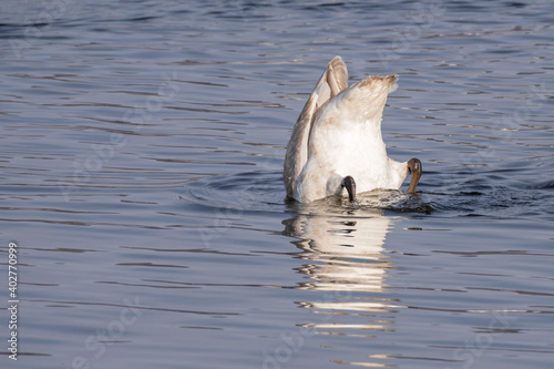 Young swans with brown feathers are playing in open water