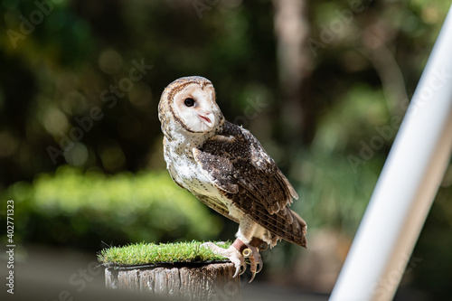 Barn owl on a perch