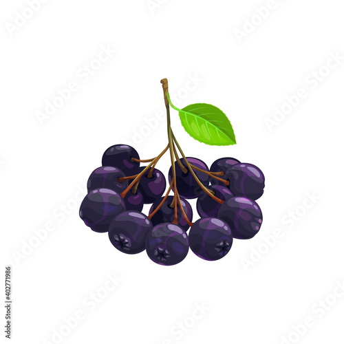 Black chokeberry berries fruits, food from farm garden and wild forest, vector flat isolated icon. Black chokeberries or choke berry bunch harvest, dessert ingredients