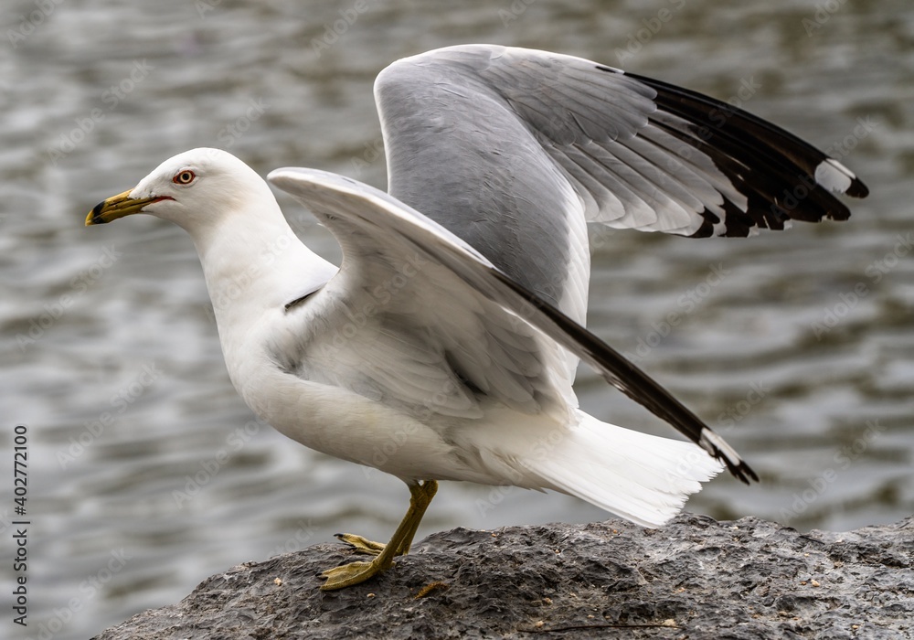 Obraz premium A seagull expands its wings for flight