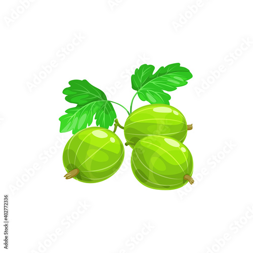 Gooseberry berries fruits, food from farm garden and wild forest, vector flat isolated icon. Gooseberries ripe harvest for jam desserts