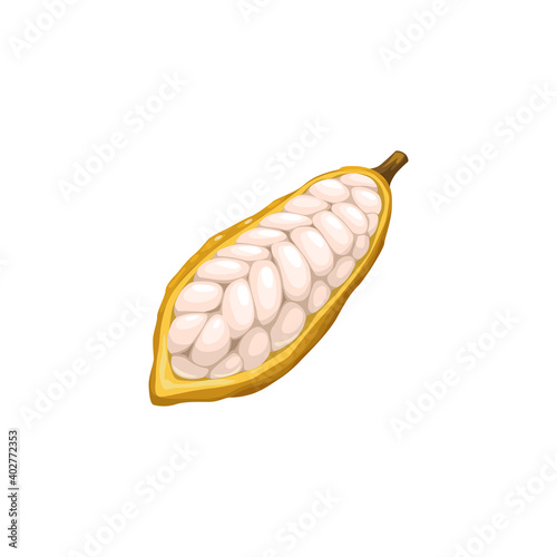 Cocoa bean, chocolate and cacao tree plant food, vector icon. Chocolate confection and kakao powder ingredient, cocoa or cacao beans peeled with seeds, confectionery sweets