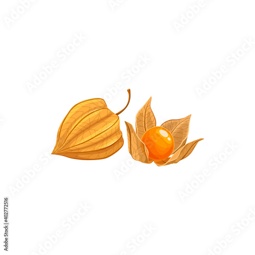 Physalis fruit, tropical exotic food, vector isolated icon. Physalis or golden berry fruits peeled and in husk, tropic farm juicy exotic fruits harvest, sweet dessert ingredient