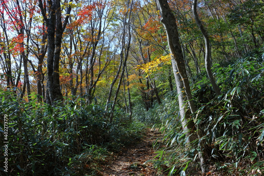 Naklejka premium 天狗高原 森林セラピー 紅葉 (四国カルスト)