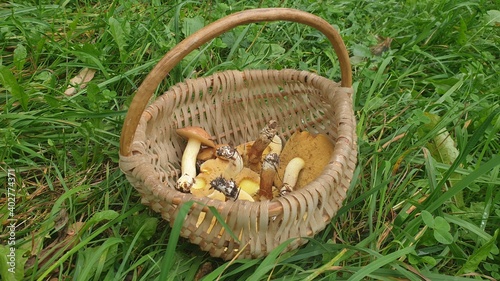 mushrooms in the basket on green grass