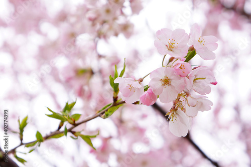 桜の花