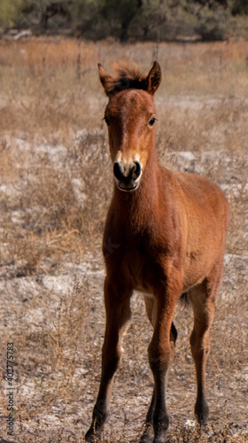 portrait of a horse