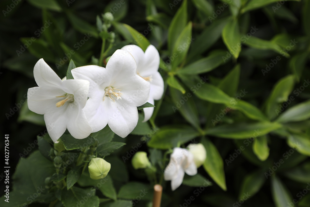 Obraz premium Beautiful white balloon flower Platycodon