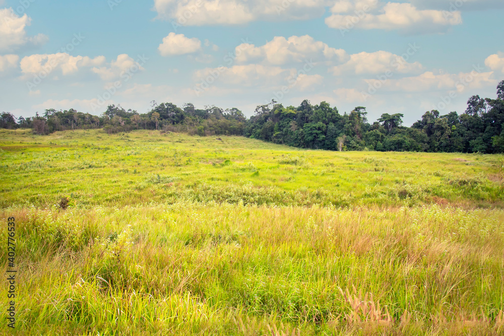 Landscape of the grass field in the national park with blue sky with clouds at Nakhonratchasima province, Thailand.