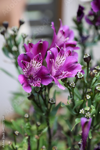 Beautiful purple astroemeria flowers surrounded with green leaves photo