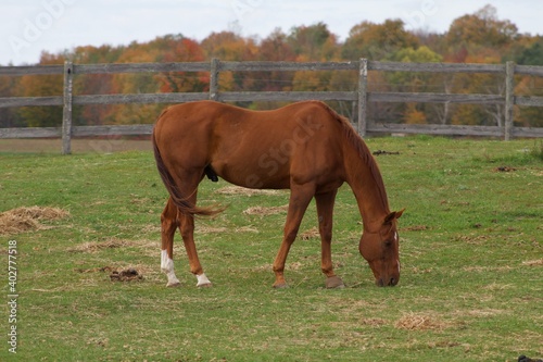 horse and foal