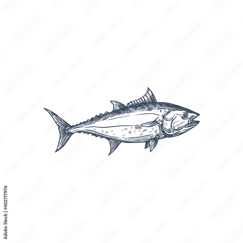 Tuna predatory schooling fish isolated bluefin monochrome sketch. Vector fishing sport mascot, tunny underwater animal. Tribe Thunnini, Scombridae mackerel, predatory schooling fish hand drawn Tuna predatory schooling fish isolated bluefin monochrome sketch. Vector fishing sport mascot, tunny underwater animal. Tribe Thunnini, Scombridae mackerel, predatory schooling fish hand drawn