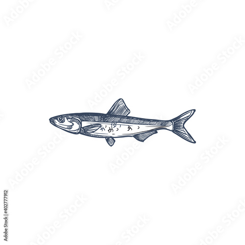 Small shoaling fish anchovy isolated Anchoa monochrome sketch. Vector European anchovy, Engraulis encrasicolus, Anchoa, Anchoviella, Engraulis or Stolephorus, Thryssa. Hand drawn forage fish