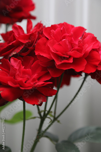 Beautiful red roses with grey background
