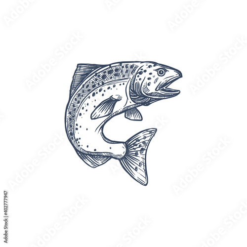 Atlantic salmon ray-finned fish in family Salmonidae isolated monochrome sketch. Vector trout, char, grayling and whitefish in jump, fishing sport trophy. Underwater animal, salmon hand drawn