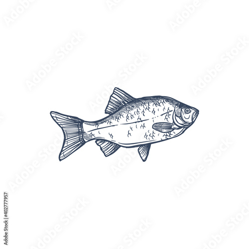 Crucian isolated Carassius carassius monochrome sketch. Vector common carp family Cyprinidae, fishing sport trophy. Prussian carp Carassius gibelio, hand drawn goldfish, habitat lakes, ponds, rivers