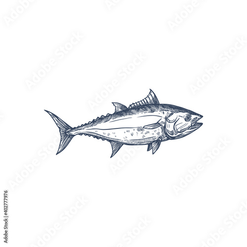 Tuna predatory schooling fish isolated bluefin monochrome sketch. Vector fishing sport mascot, tunny underwater animal. Tribe Thunnini, Scombridae mackerel, predatory schooling fish hand drawn