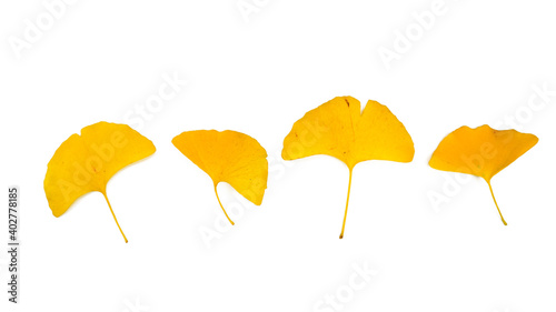 Front views of various yellow ginkgo leaves in autumn. Isolated on white background.
