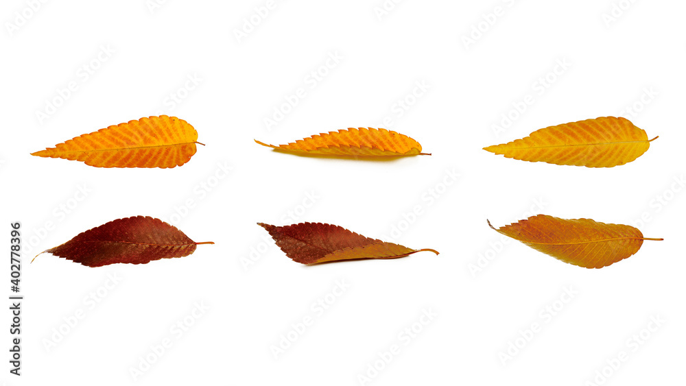Various views of the front, side and back views of Zelkova autumn leaves. Design elements and background. Isolated on white background. Various views of the front, side and back views of Zelkova autumn leaves. Design elements and background. Isolated on white background.
