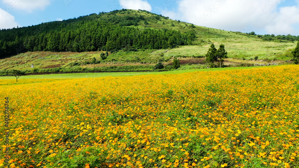 Beautiful photos of green uphill and yellow flower fields.
