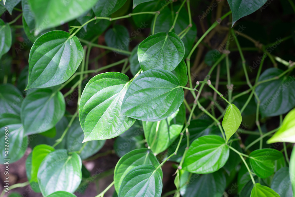 Fresh green leaves of betel plant growing in graden Fresh green leaves of betel plant growing in graden