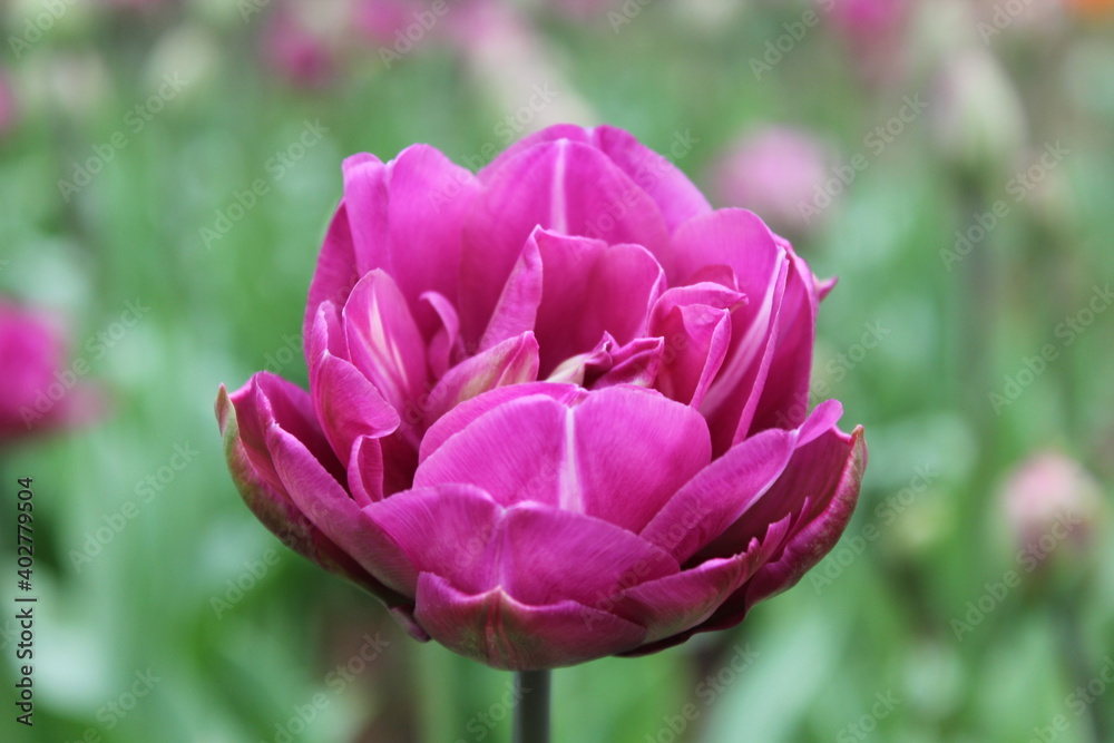 Obraz premium Beautiful purple flower images